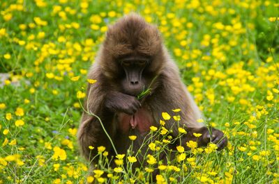 Close-up of monkey amidst flowering plants on field