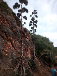 Scenic view of palm trees on land against sky