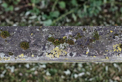 Close-up of insect on wood