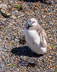 Close-up of penguin