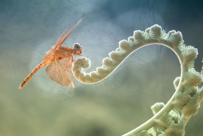 Dragonflies on artifacial plant