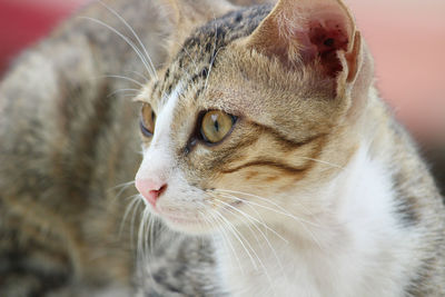 Close-up of a cat looking away