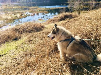 View of a dog on the field