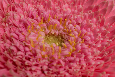 Full frame shot of pink flowering plant