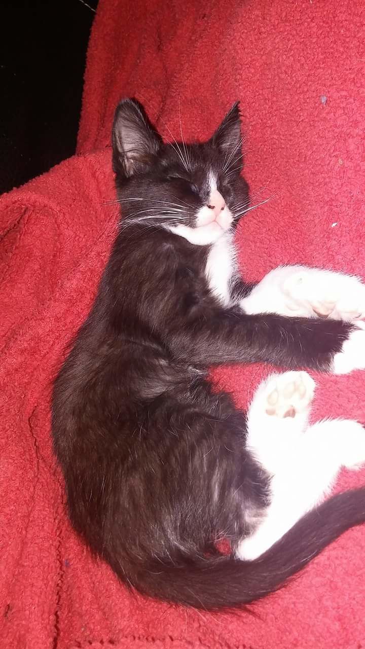 PORTRAIT OF CAT ON RED CARPET