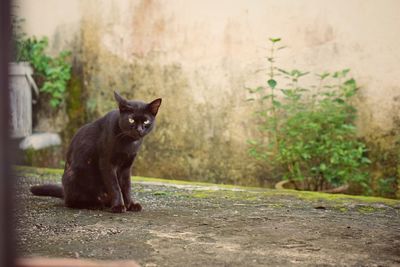 Portrait of a black cat