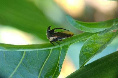 Close-up of insect on leaf