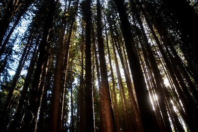 Low angle view of sunlight streaming through trees in forest