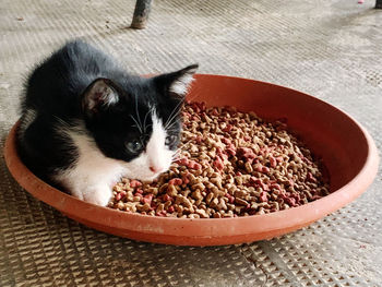 High angle view of cat in bowl