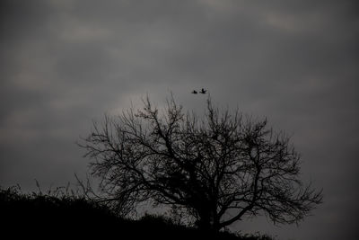 Low angle view of silhouette bird perching on tree against sky