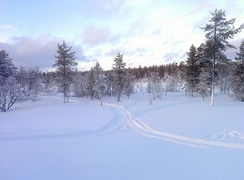 Trees on snow covered landscape against sky