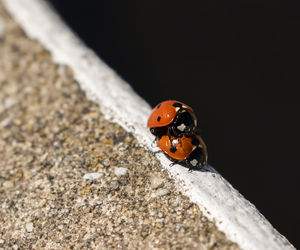 Close-up of ladybug on rock