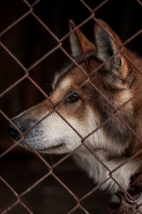 Close-up of horse in cage at zoo