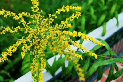 Close-up of yellow flowering plant on field