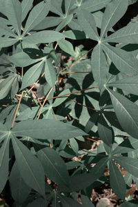 High angle view of leaves on plant