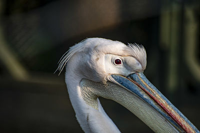 Close-up of pelican