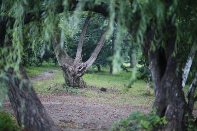 View of trees in forest