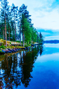 Reflection of trees in calm lake