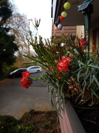 Close-up of red flower pot on plant