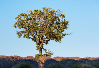 Low angle view of tree against clear sky