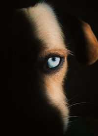 Cropped image of dog