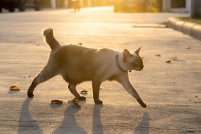 Side view of a dog