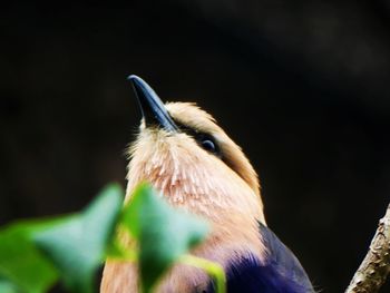 Close-up of bird
