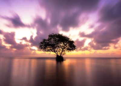 Silhouette tree by sea against sky during sunset