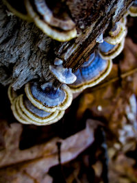 Close-up of mushroom growing on tree trunk