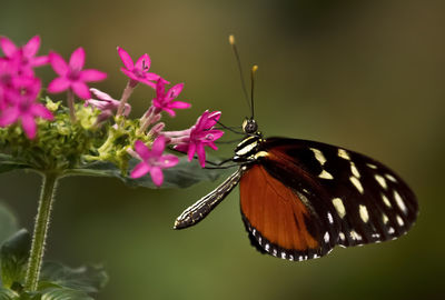 Close-up of butterfly pollinating on flower