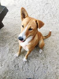 High angle portrait of dog