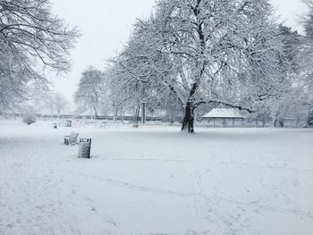 Trees on snow covered landscape