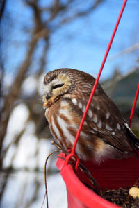 Close-up of bird perching on branch