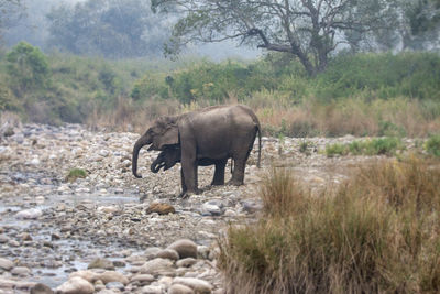 Elephant walking in a forest