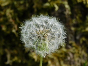 Close-up of dandelion against blurred background