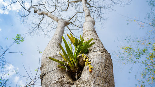 Low angle view of tree against sky