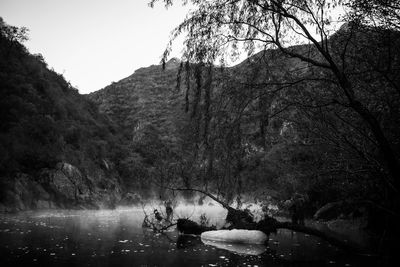 Scenic view of river amidst trees against sky