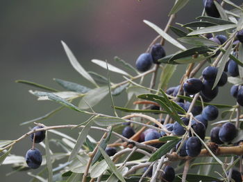 Close-up of berries growing on plant