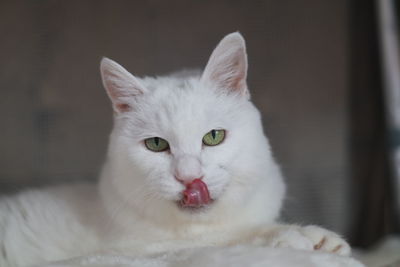 Close-up portrait of white cat