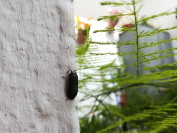 Close-up of horse on tree