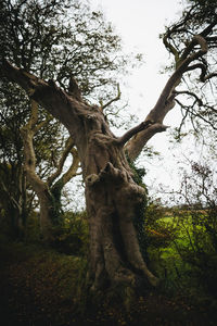 Low angle view of tree in forest