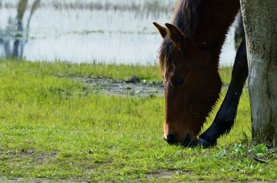 Horse standing on field