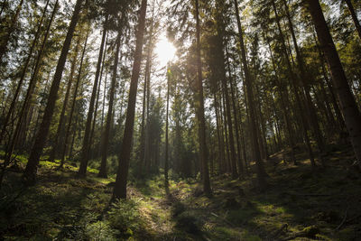 Low angle view of sunlight streaming through trees in forest