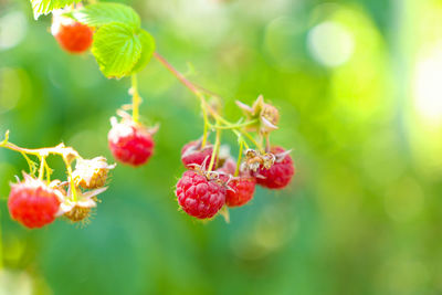 Juicy ripe raspberries close-up on a branch in the garden. red berries on a raspberry bush with 