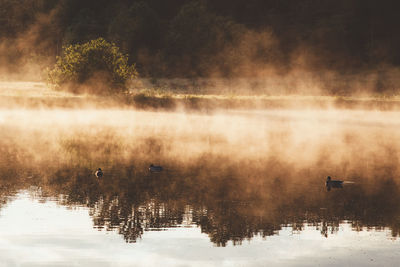 Ducks on lake in foggy weather