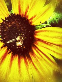 Close-up of honey bee on yellow flower