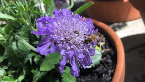 Close-up of purple flower blooming outdoors