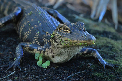 Young gator close-up on bank of marsh