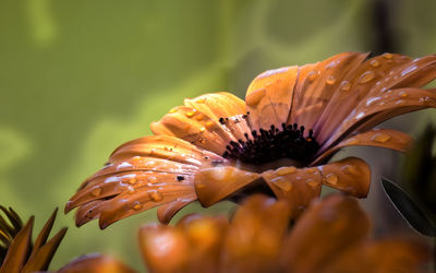 Close-up of flower blooming outdoors