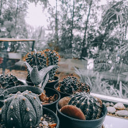 Close-up of cactus growing on potted plant